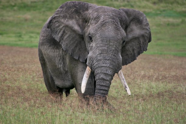 pachyderm