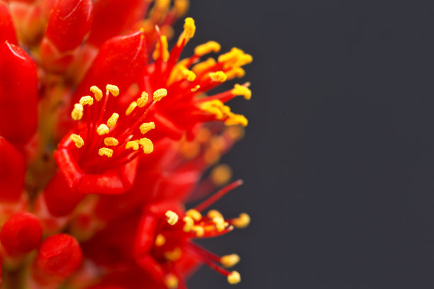 stamens