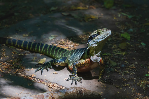 physignathus