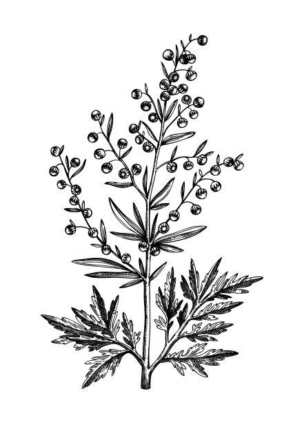 mugwort