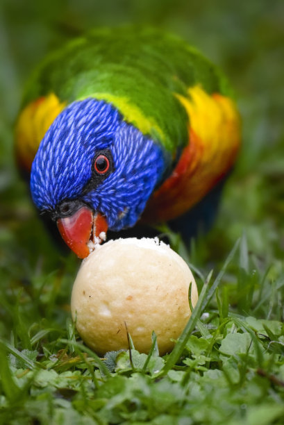 scavenger