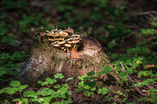 cortinarius