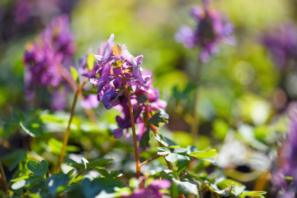 corydalis