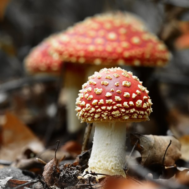amanitaceae