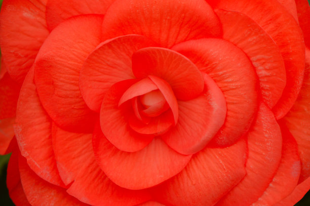 begonia