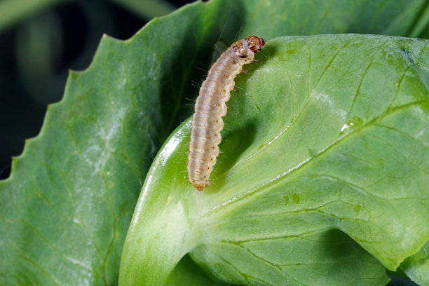 entomology