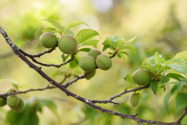 梅子青梅