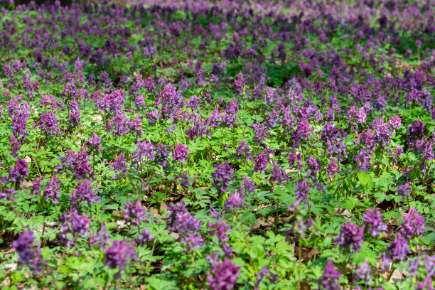 corydalis