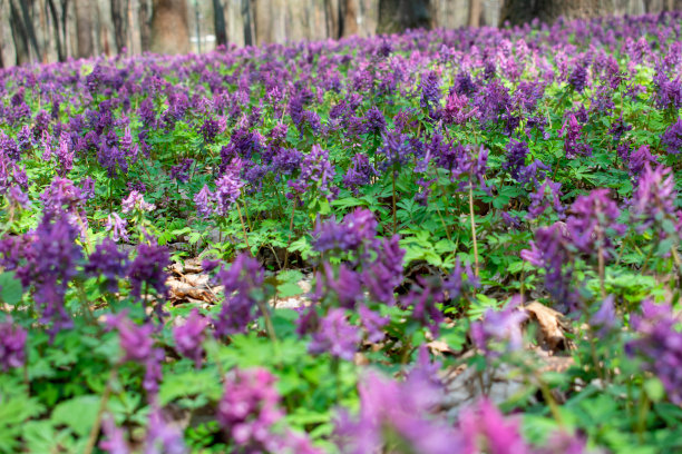 corydalis