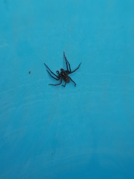 arachnid
