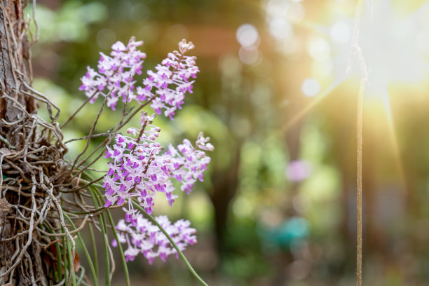 热带森林中的花朵，泰国