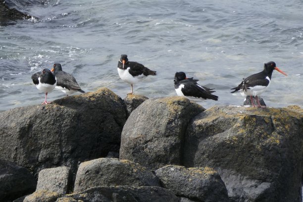 haematopus