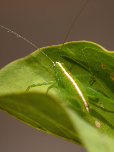 katydid