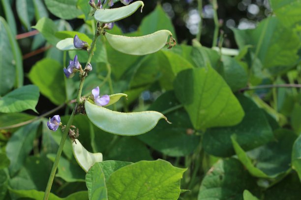 legume