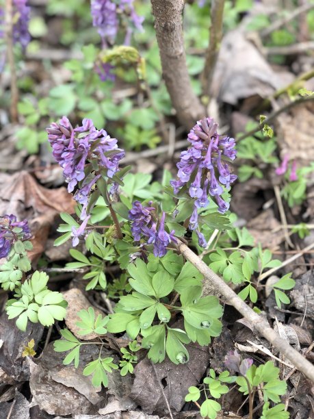 corydalis