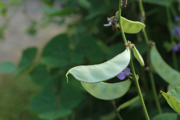 legume