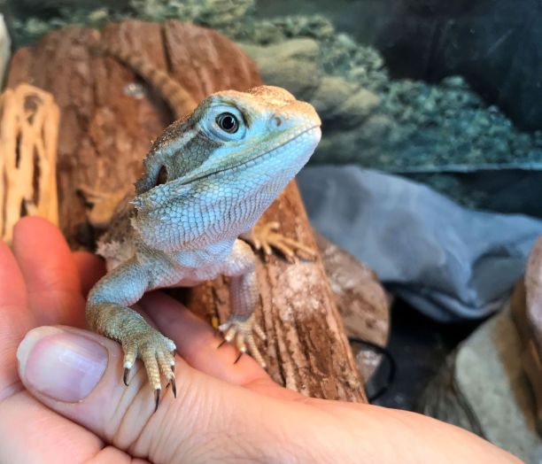 pogona