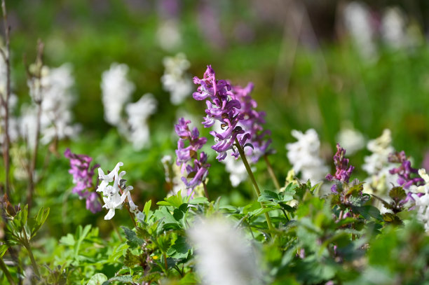 corydalis