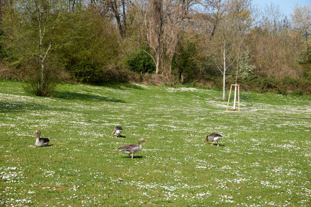 草坪上一群孔雀