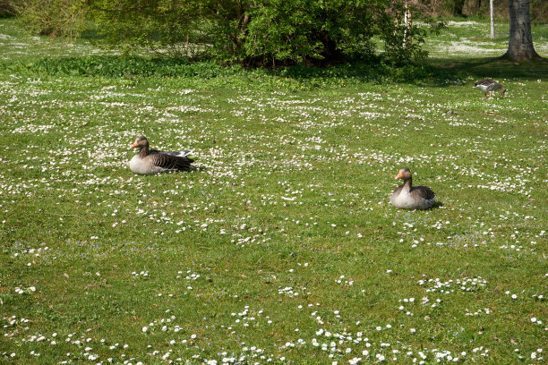 草坪上一群孔雀
