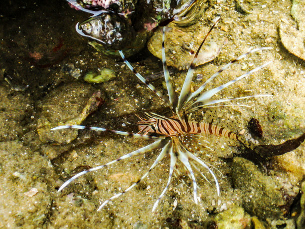 lionfish