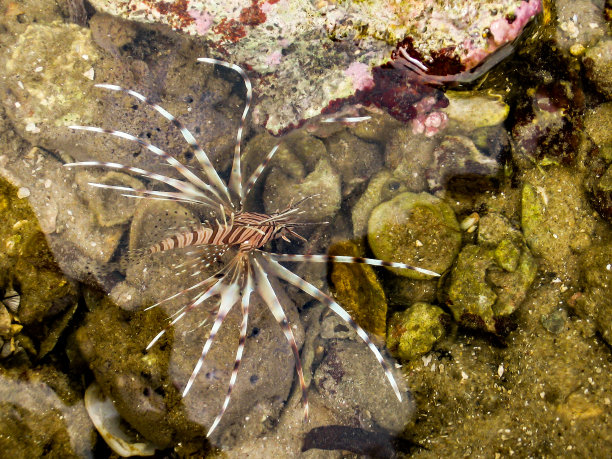 lionfish