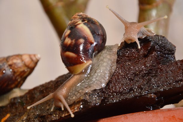 gastropod