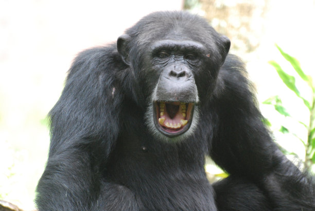 ape
