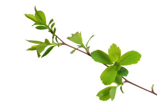 twig