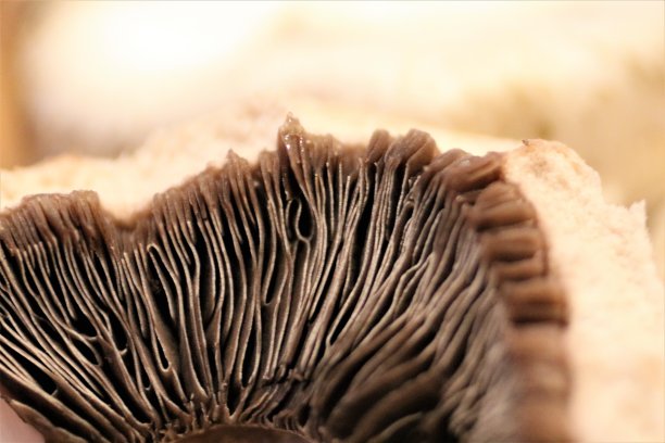 gills