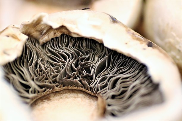 gills