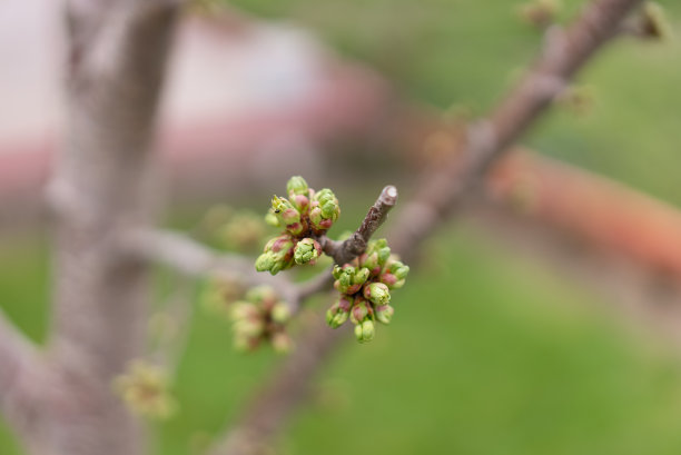 新中梅花桃花 