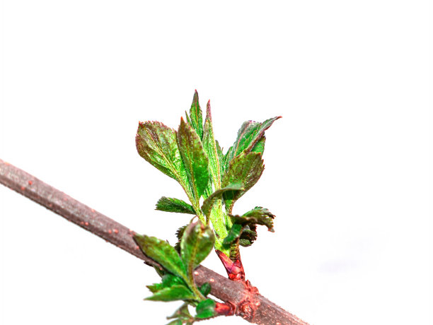 twig