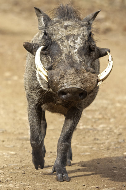 phacochoerus