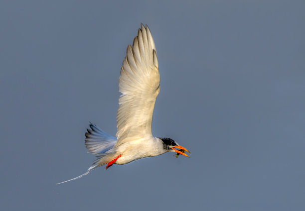 小tern