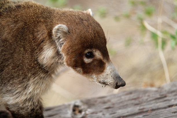 coatimundi