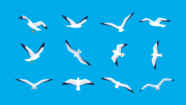 seagull