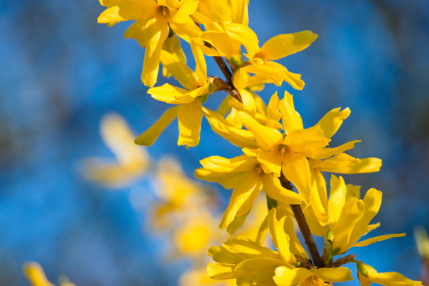 forsythia