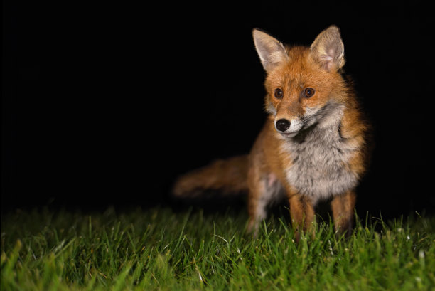 foxface