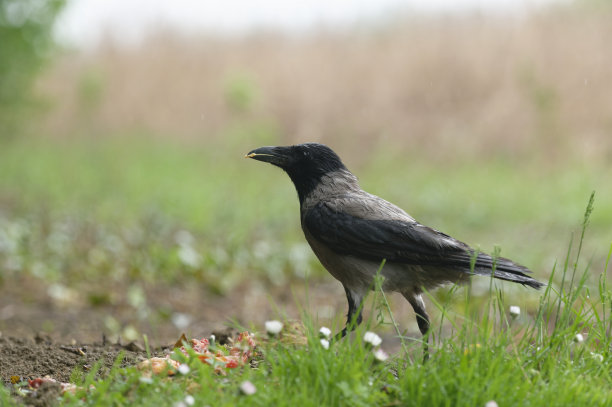 raven