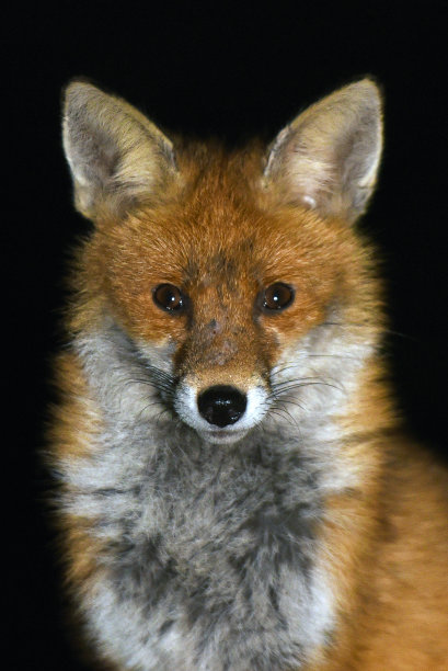 foxface