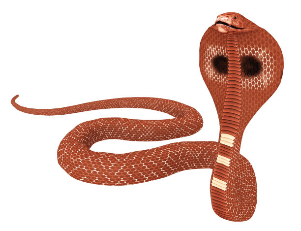 atheris