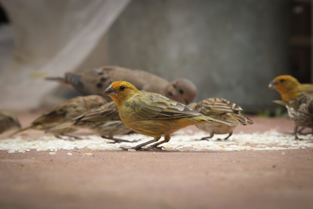 canary
