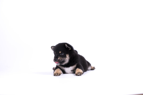 pedigree