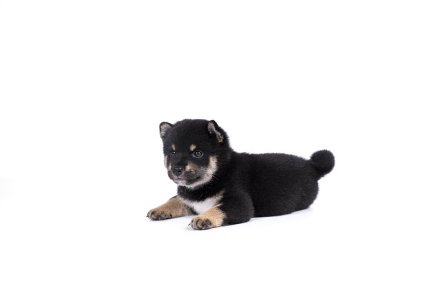 pedigree