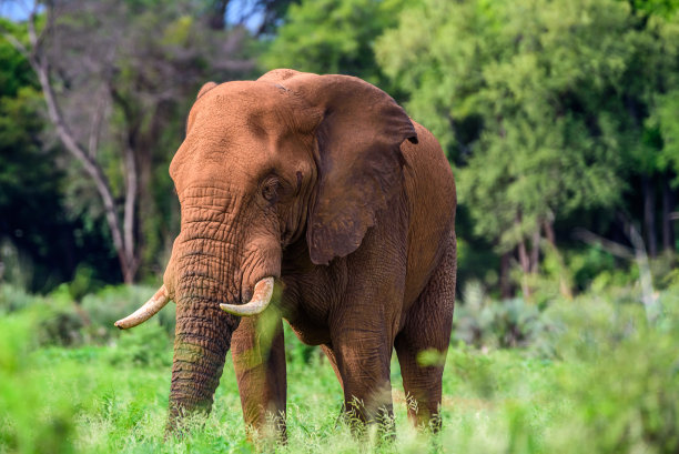 pachyderm