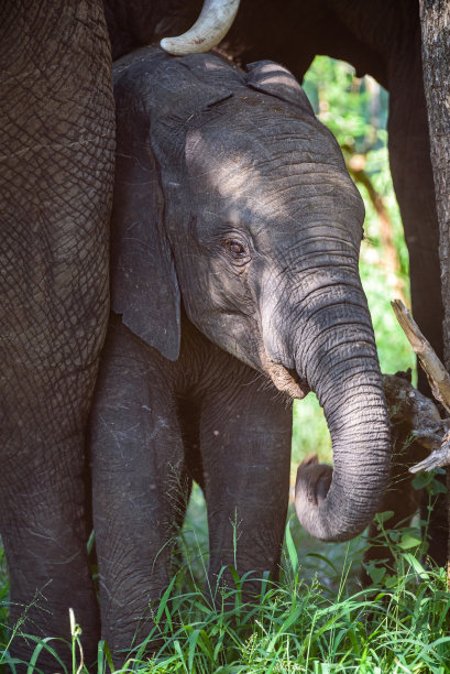 pachyderm