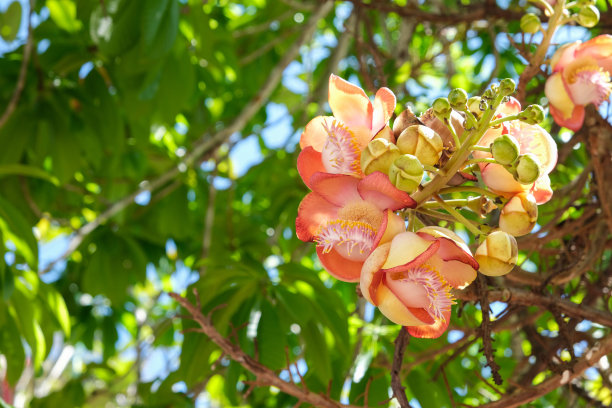 热带森林中的花朵，泰国