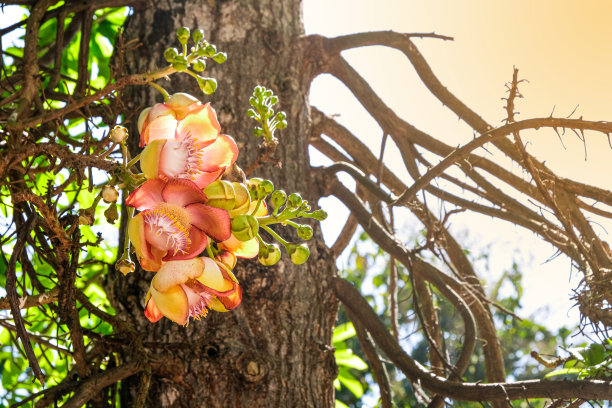 热带森林中的花朵，泰国