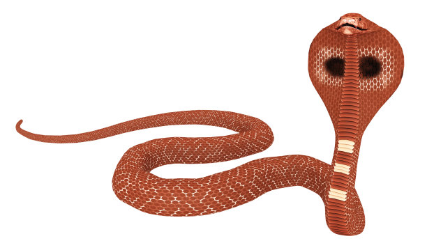 cobra